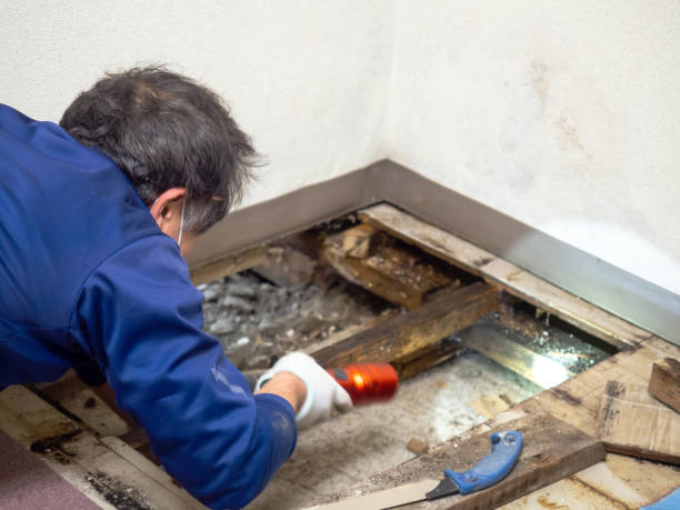 Best Kitchen Mold Remediation in Groveville, NJ