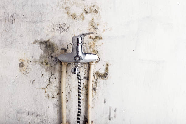 Best Preventive Mold Services in Groveville, NJ