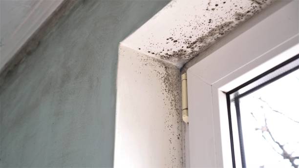 Trusted Groveville, NJ Mold Remediation Experts