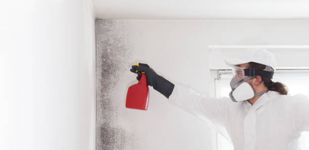 Best Basement Mold Remediation in Groveville, NJ